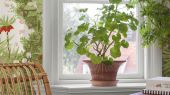 Флизелиновые обои из Швеции коллекция Scandinavian Designers III от Borastapeter под названием  KEJSARKRONA. Сочная зелень  с ярко-красными цветами рябчика, дополненная нежными белыми и розовыми цветами, создает ощущение летнего сада и радости.